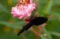 284 gewoehnliche Rose - Pachliopta aristolochiadae